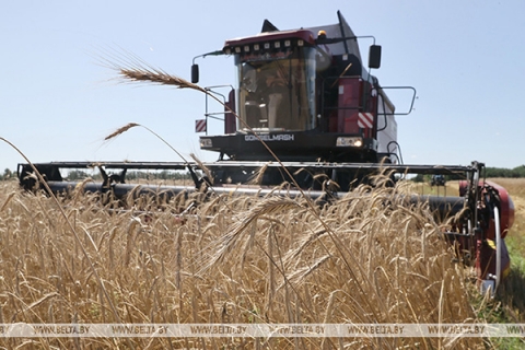 В Беларуси намолотили почти 5,4 млн тонн зерна с учетом рапса
