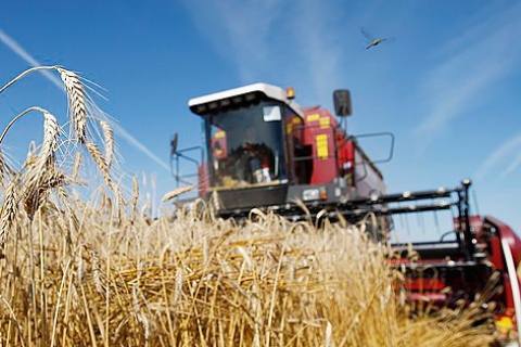 В Беларуси осталось убрать менее 9% площадей зерновых