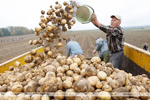 Уборка картофеля завершается в Беларуси