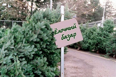С 23 декабря на Климовщине работают елочные базары. Рассказываем, где можно приобрести новогоднюю красавицу