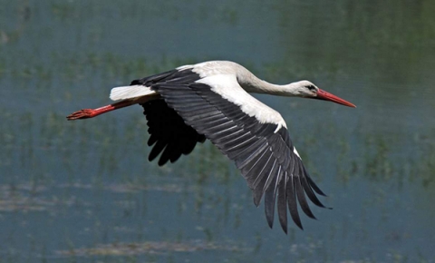 1 апреля, Международный день птиц — праздник единения человека с природой