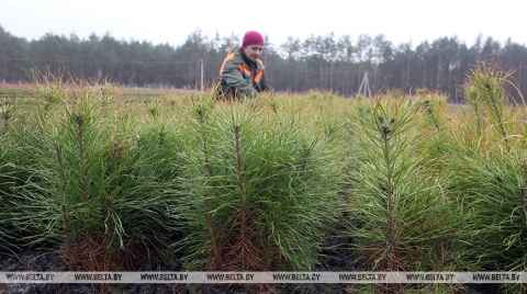 Лесхозы Беларуси предлагается преобразовать в государственные казенные предприятия