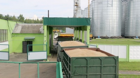 Климовичский комбинат хлебопродуктов продолжает заготовку зерна и маслосемян рапса