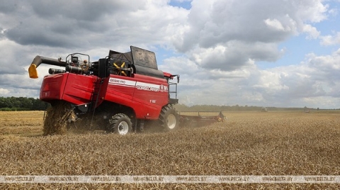 В Беларуси намолотили 3 млн тонн зерна