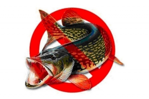 Климовчанам на заметку: запрет на лов щуки устанавливается с 1 марта по 15 апреля