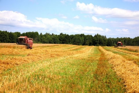 В ОАО «Роднянский» Климовичского района стремятся поскорее сжать зерновые