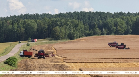 Лукашенко об уборочной кампании: надо ускоряться, чего бы ни стоило