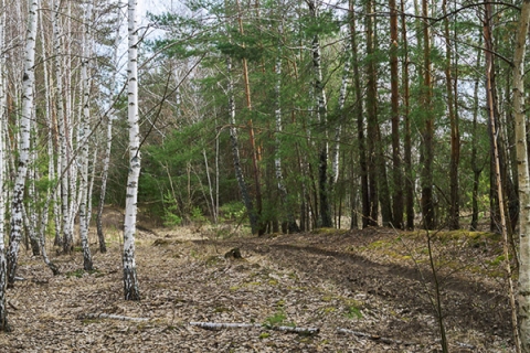 Запрет на посещение лесов установлен на территории Климовичского района